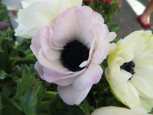 Anemones