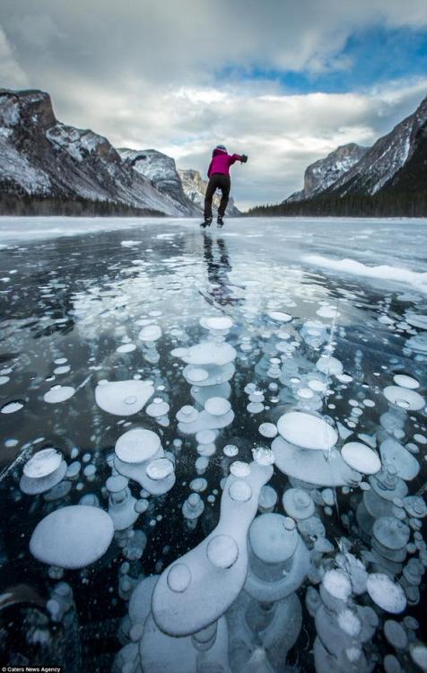 さいたま‏@saitamakita【画像16枚】カナダ・バンフ国立公園の凍結した湖でアイスバブルが発生 …湖底の枯れた植物たちが発するメタンガスが水温の低い水面に上昇して凍り、このような神秘的な光景が