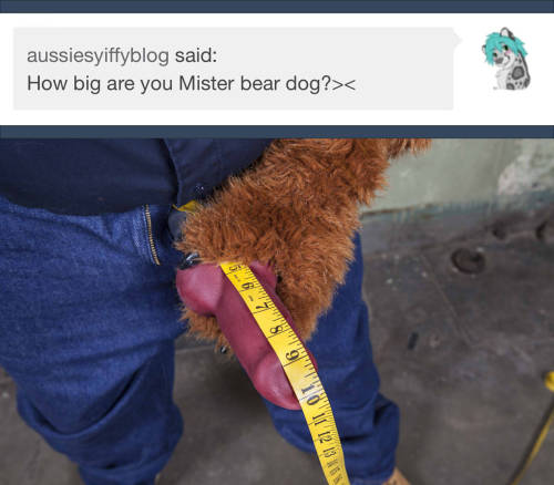 Bear-Dog’s Answers - (♂ Link)~Follow For More~