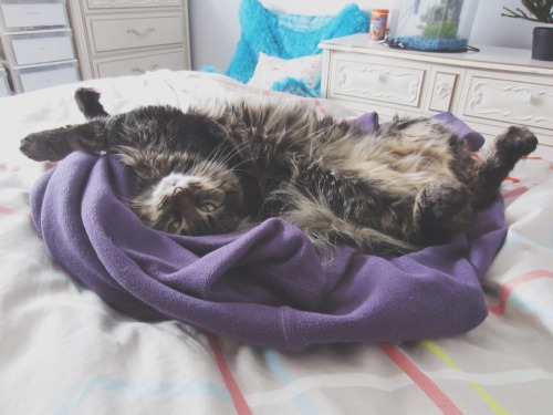 meowingthroughlife:So somehow I got to 100 followers?? Which is insane. Thank you to everyone!! Here