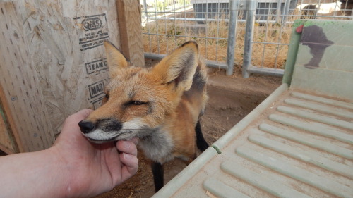 Skitter, now in her summer coat, is just such a sweet little foxy, kissing my hand or cleaning my pa