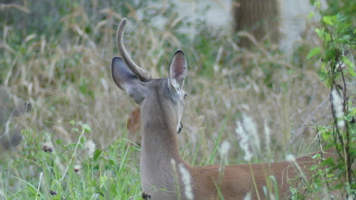 honeymushroom:finally got some better pictures of my favorite buck. mister unicorn