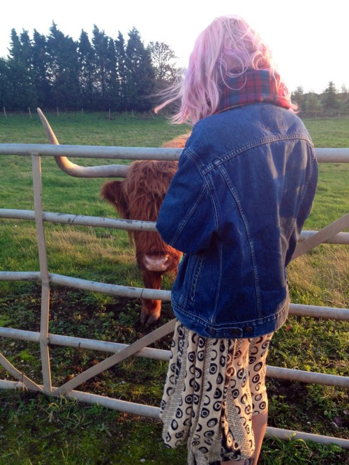 alicatinwonderlandx:So I finally got to meet some beautiful highland cows, had such a cool day. They are even more gorge