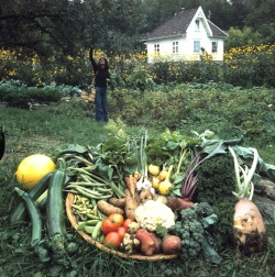 vintagenorway: Selected vegetables from the kitchen garden, 1978