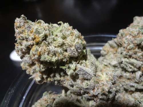 Northern Berry - $250