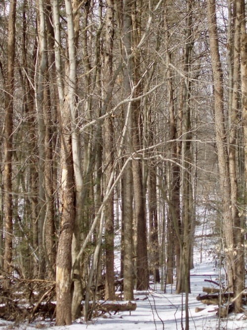 February Woods, Fountainhead Regional Park, Fairfax, 2007.