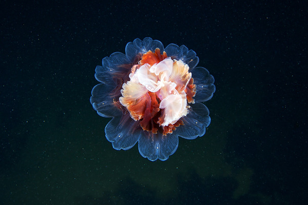cerceos:  Alexander Semenov  Jellyfish Madness, 2012 Flickr | Website 
