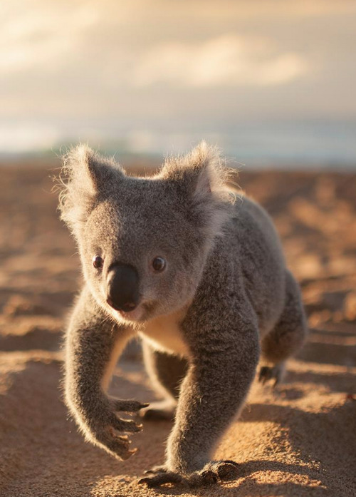 Even koalas occasionally leave the trees to take a walk on the beach.Image credit: Kevin Fallon