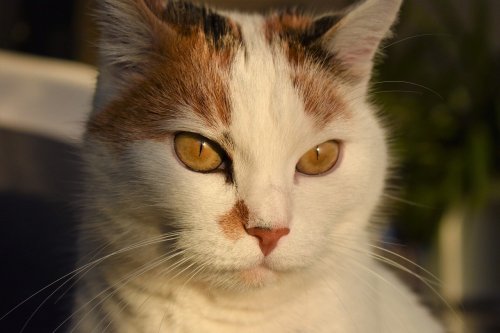 catsnpussys