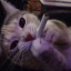 nypew