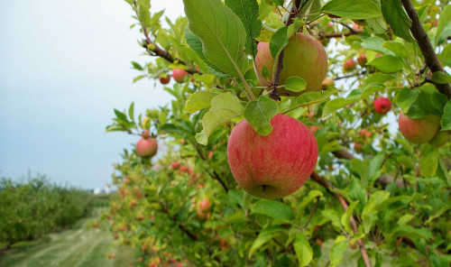 countrywisher:Orchard by gairid1791 on Flickr.