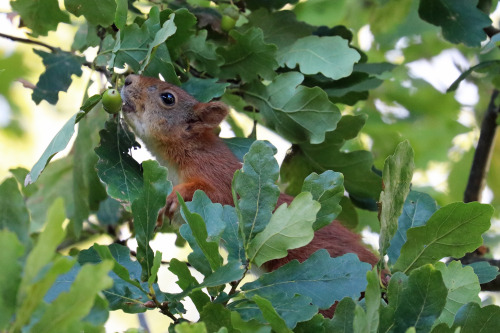 September means it’s time for this red squirrel to harvest acorns. Värmland, Sweden.