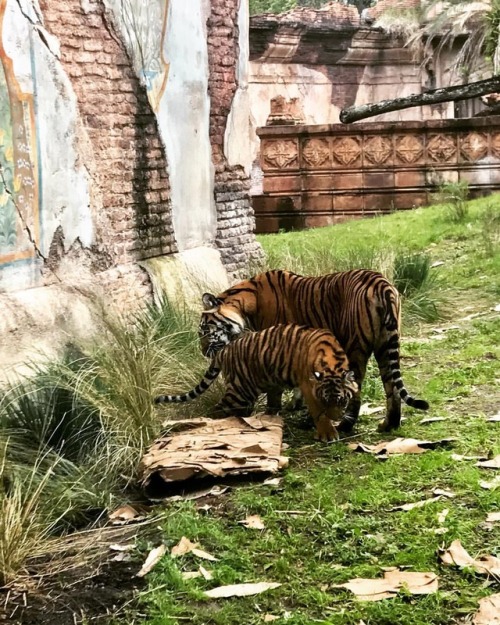 The only kitties I’ll ever miss #dak #disneyanimalkingdom #tigers #animalkingdom #animals #wildlife