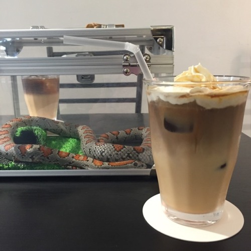 tokyomicma:  TOKYO SNAKE CENTER- snake cafe  You choose a ‘table attendent snake’ when you first go in and can enjoy drinks with them✨  You also have the option of holding snakes! Overall there are a lot of snakes and it was great
