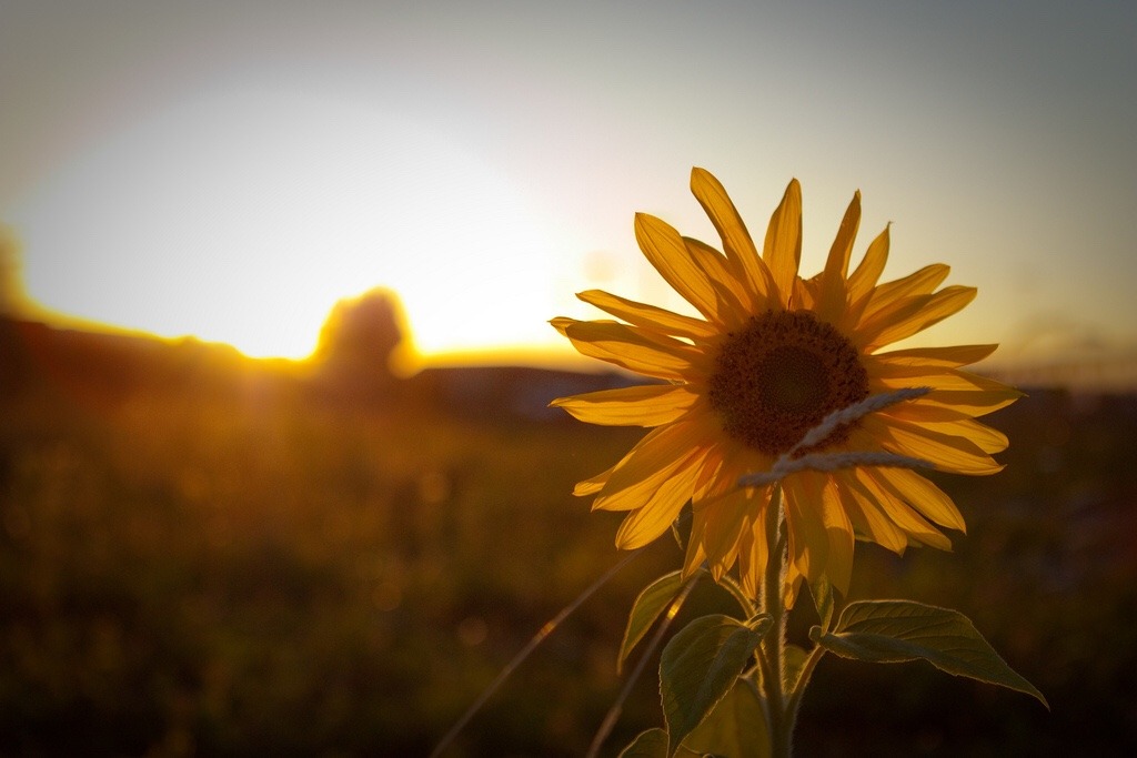 Featured image of post Foto Girasole Tumblr Campi di girasole means sunflower fields in italian