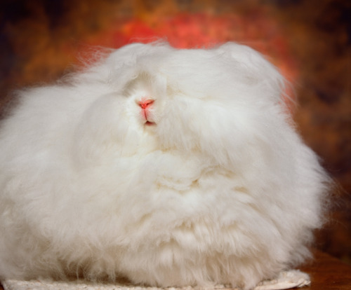 npr:digg:The Cuddly, Fluffy, Surreal World of Angora Show BunniesI can’t get enough of these bunnies