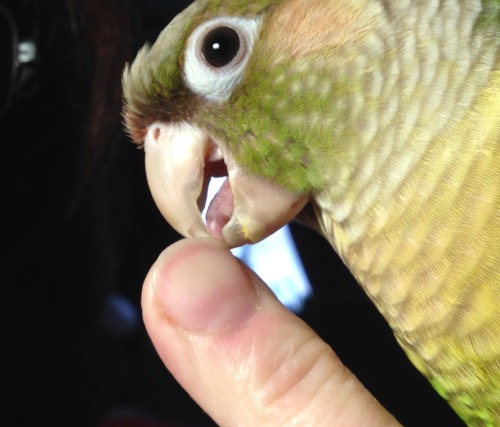 Yoshi licks a fingernail