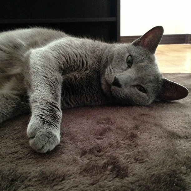 kojiokino:  #ねこ  #cat  #猫  #russianblue  #ロシアンブルー