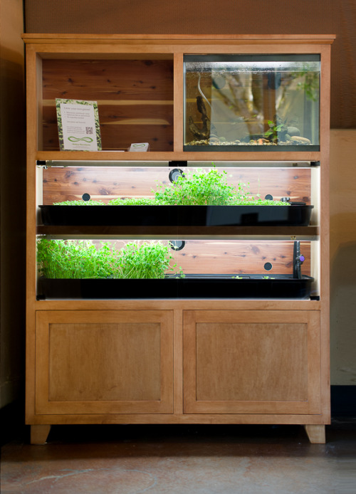 annemphillip:  Microgreens growing in the Möbius Microfarms aquaponic system