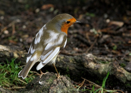 avianeurope:partially leucistic European Robin (Erithacus rubecula) >>by david.england18