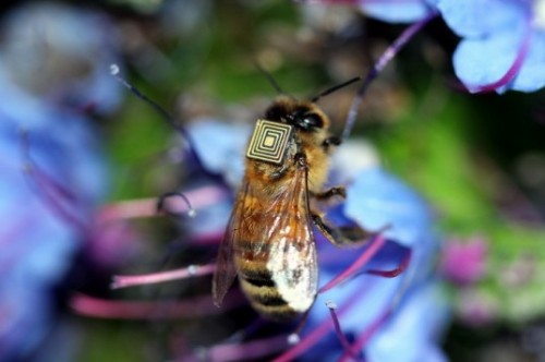 sagansense:5,000 Honey Bees to be Equipped with Sensors to Study Colony Decline”In a groundbreaking 