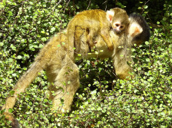 monkeys:Three-week old Squirrel Monkey clinging