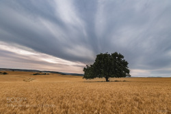 superbnature:  lonely tree by YanivTzadok