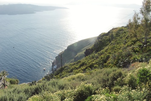matchbox-mouse:Sunny day covered in flowers, Santorini.