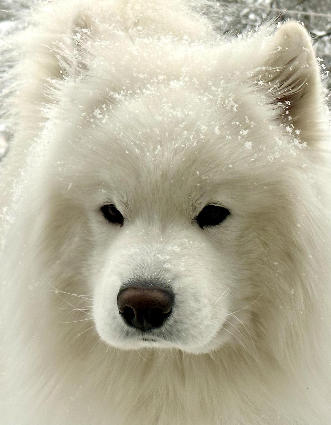 Samoyedes have an intrinsic beauty and dignity.