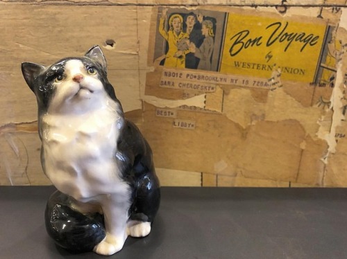 curethriftshop:Another day, another cat figurine photo shoot ‍♀️...#cat #catphotography #instacat #r