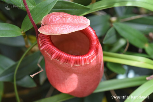 wenbochenphoto:Nepenthes barcelonae. This species was only discovered in 2014, in the Aurora Provinc