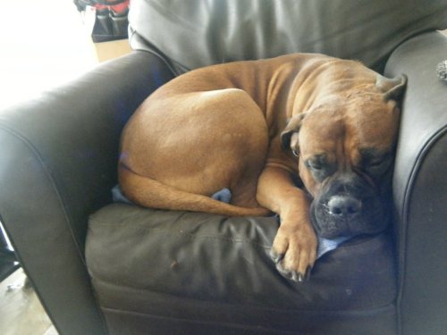 starlightonthesea:  On New Year’s Eve when the ball dropped, someone threw corn cobs over my fence and my bullmastiff Diesel ate them. He’s gone into emergency #surgery - he was declining rapidly. He had corn cobs lodged in his intestines, wasn’t