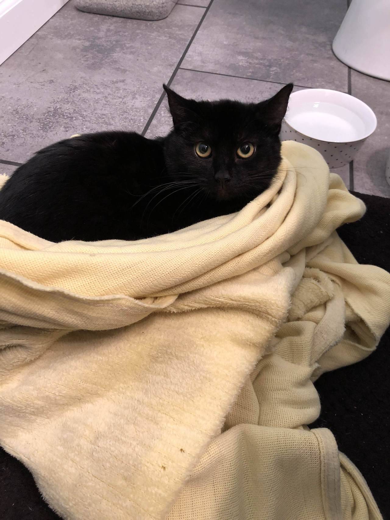 cutekittensarefun:  The newest addition to my household: Eda (my first cat)