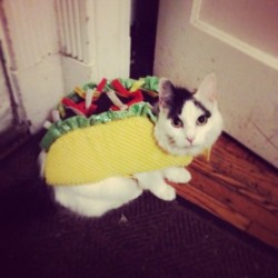 barriletesdeilusion:  Taco cat is a palindrome. #cat #taco #tacocat #gato #chat #neko #Halloween