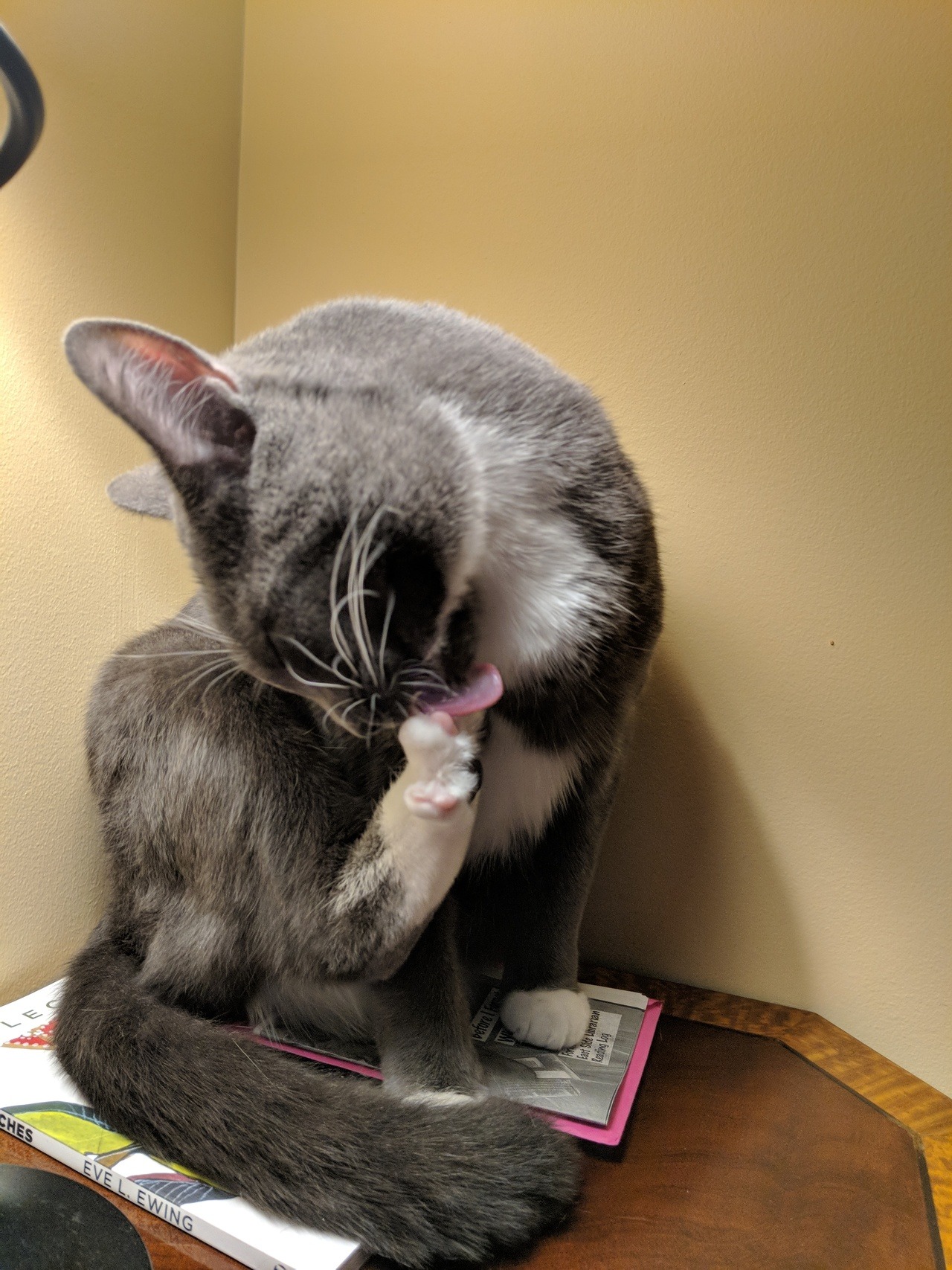 photo of a cat licking between her toes while sitting on a zine