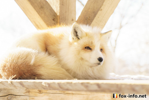 foxpost-generator:everythingfox:Toasted marshmallowOh, floof?