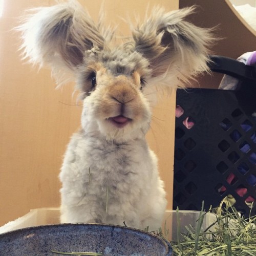 bunnywith:the-velveteen-buneary:controlledeuphoria:boredpanda:Meet Wally, The Bunny With The Biggest