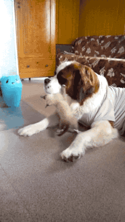 snapgif: video 