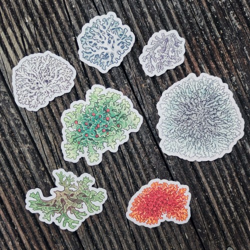 Lichen stickers! Store link in my pinned post.