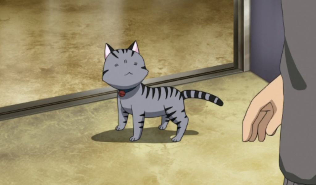 Anime Cat of the Day   Todays anime cat of the day is Gray from