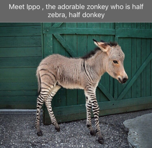 babyanimalgifs:  Animal snaps
