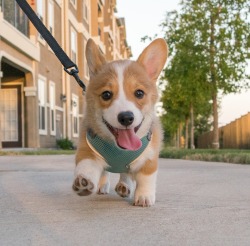 corgiaddict:  Nixon’s first walk  