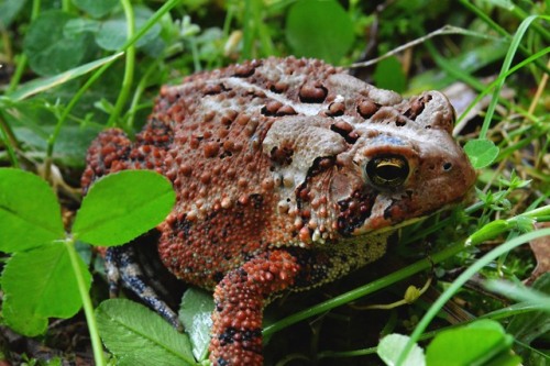 megarah-moon:Met this beautiful today! I think she’s a fowler’s toad?♡ Prints and more at my Society