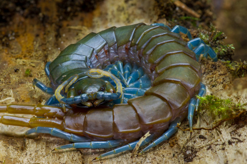 realmonstrosities:The Blue Leg Centipede (Ethmostigmus trigonopodus) has the blues!Ahhhhh! You can a