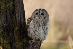 cuiledhwenofthegreenforest:   Tawny Owl by