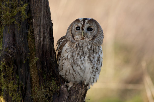 cuiledhwenofthegreenforest:   Tawny Owl by mansaards  