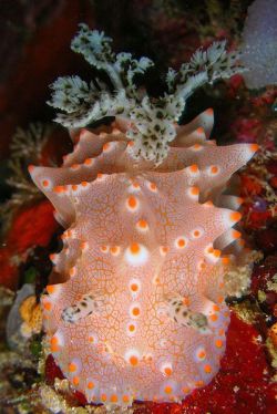 cool-critters:  Halgerda batangasHalgerda batangas is a species of sea slug, a dorid nudibranch, a shell-less marine gastropod mollusk in the family Discodorididae. It is found in the tropical western Pacific. This animal is one of a group of mainly white