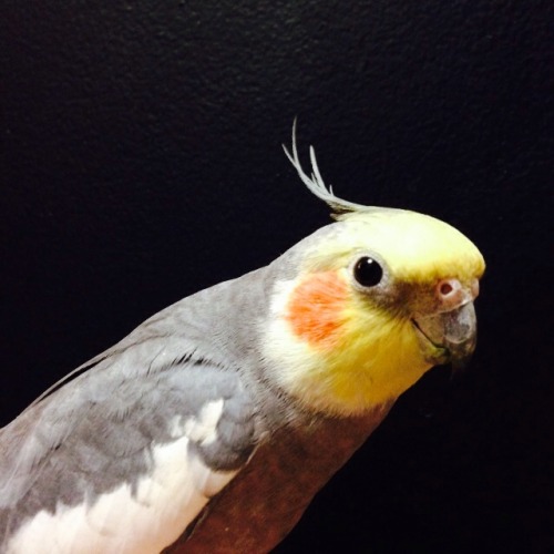 beakfreaks:Master Peaches of Pie