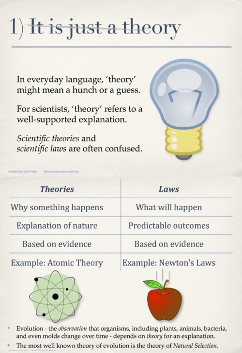 heretherebdragons:  molecularlifesciences:  Top 5 misconceptions about evolution: A guide to demystify the foundation of modern biology. Version 1.0 Here is an infographic to help inform citizens.  From my experience most people who misunderstand evolutio