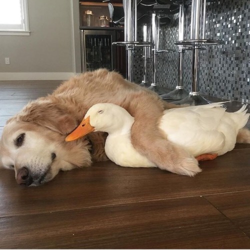 callmebliss: friendly-animals: Follow me for more cute animals! (: Dog and Duck Dog and Duck Unusual